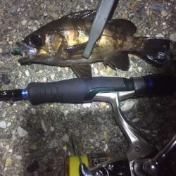 まだまだメバリング